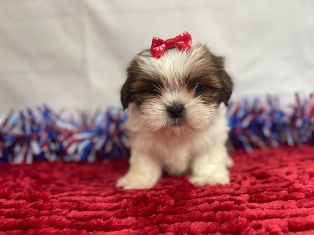 puppy, for, sale, Shih Tzu, Alisa  Breedlove, dog, breeder, Waynesville, MO, dog-breeder, puppy-for-sale, forsale, nearby, find, puppyfind, locator, puppylocator, aca